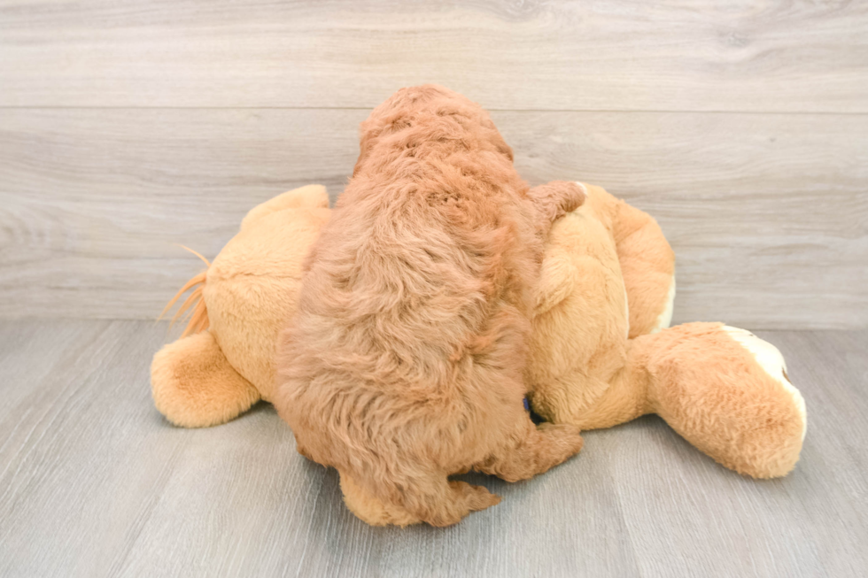 Happy Mini Goldendoodle Baby