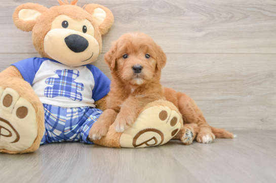 THEODORE, a Mini Goldendoodle littermate