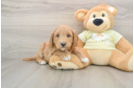 Hypoallergenic Mini Goldiepoo Poodle Mix Puppy