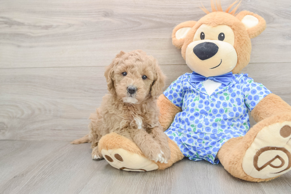 Playful Mini Groodle Poodle Mix Puppy