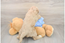Mini Goldendoodle Puppy for Adoption