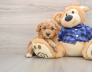 6 week old Mini Goldendoodle Puppy For Sale - Fairfield Furbabies