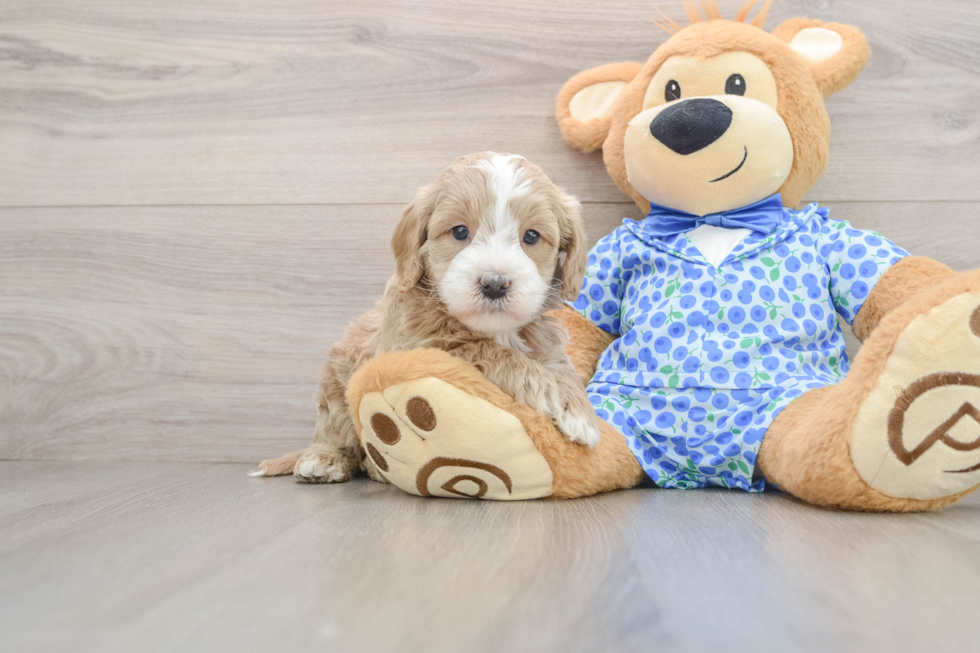 Mini Goldendoodle Pup Being Cute
