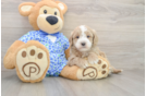 Mini Goldendoodle Puppy for Adoption