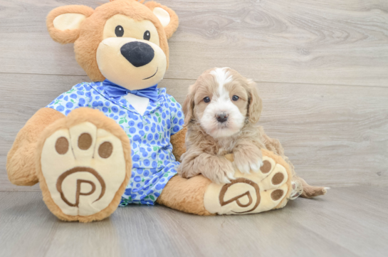 Mini Goldendoodle Puppy for Adoption