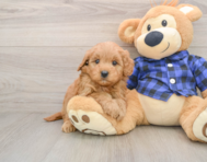 6 week old Mini Goldendoodle Puppy For Sale - Fairfield Furbabies