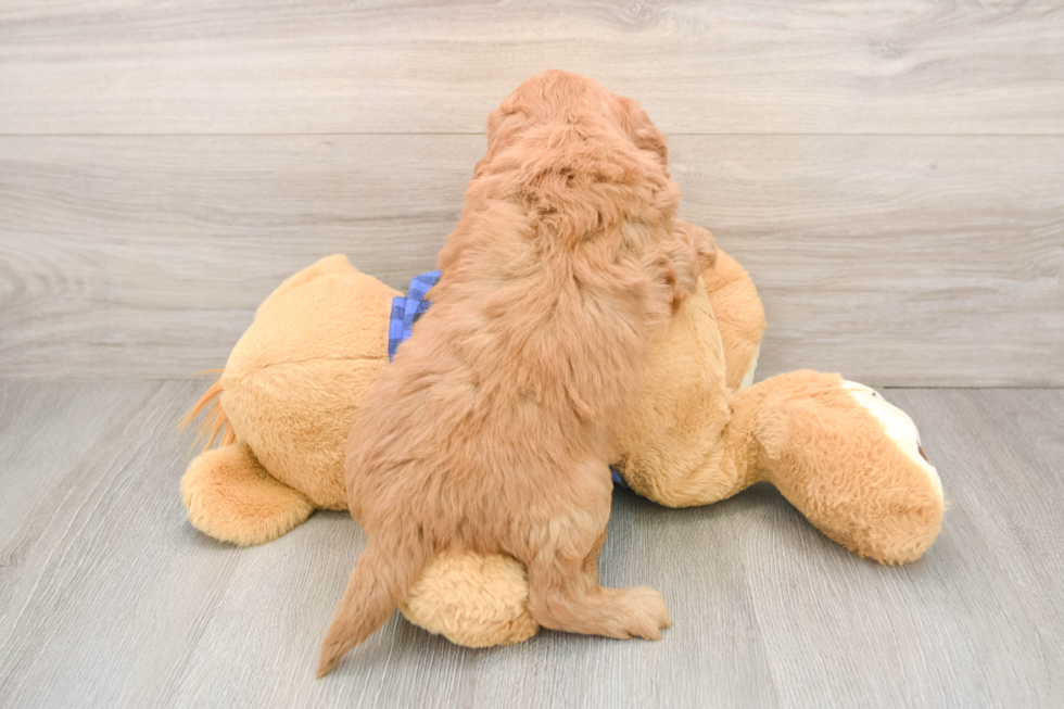 Sweet Mini Goldendoodle Baby