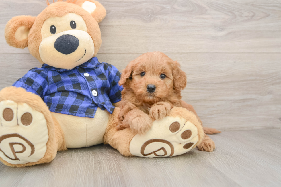 Mini Goldendoodle Pup Being Cute