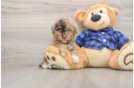 Popular Mini Goldendoodle Poodle Mix Pup