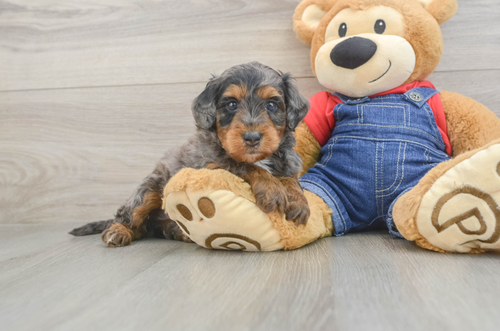 5 week old Mini Goldendoodle Puppy For Sale - Fairfield Furbabies
