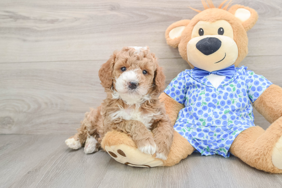 Mini Goldendoodle Pup Being Cute