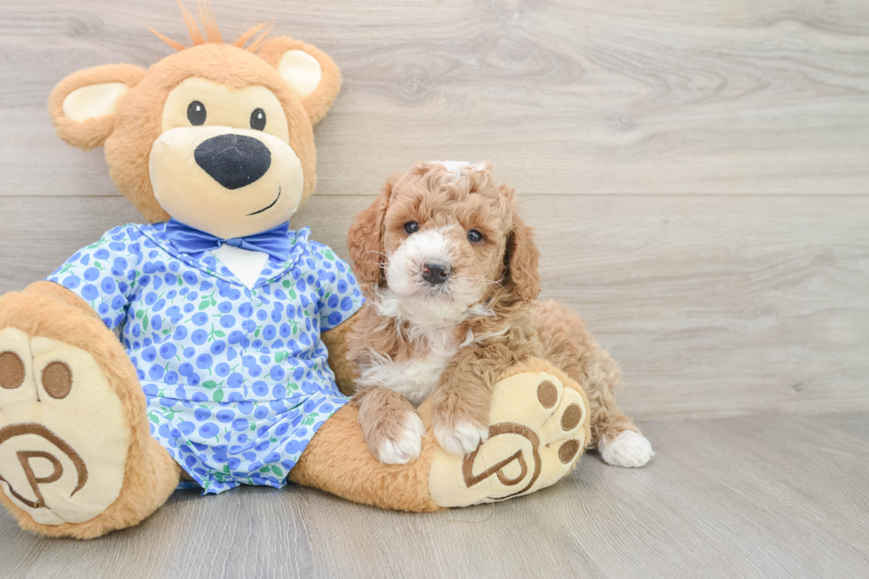 Mini Goldendoodle Pup Being Cute