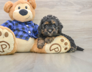 5 week old Mini Goldendoodle Puppy For Sale - Fairfield Furbabies
