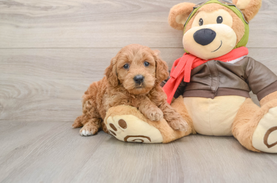 VERGIL, a Mini Goldendoodle littermate