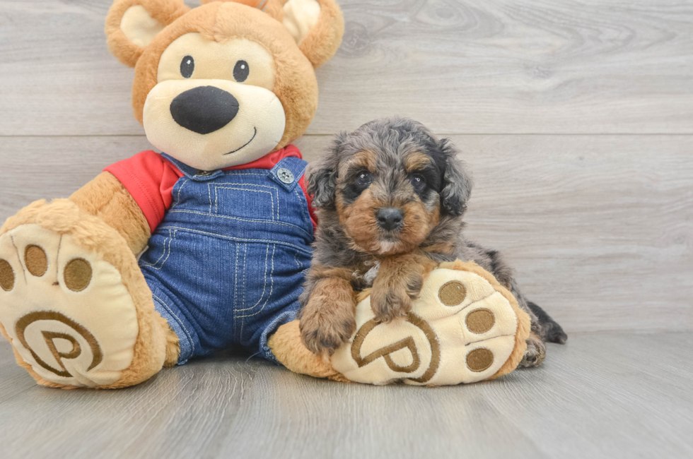5 week old Mini Goldendoodle Puppy For Sale - Fairfield Furbabies