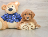 5 week old Mini Goldendoodle Puppy For Sale - Fairfield Furbabies