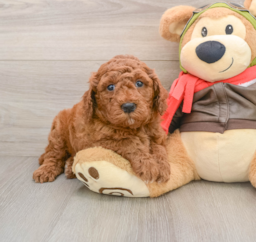 7 week old Mini Goldendoodle Puppy For Sale - Fairfield Furbabies