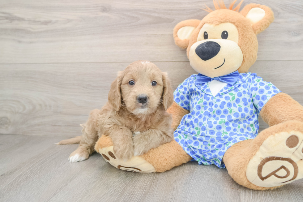 Smart Mini Goldendoodle Poodle Mix Pup