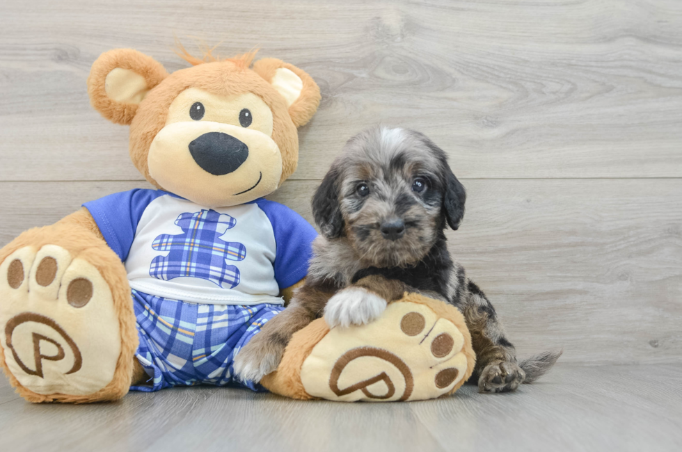 7 week old Mini Goldendoodle Puppy For Sale - Fairfield Furbabies