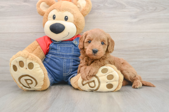 Energetic Golden Doodle Poodle Mix Puppy