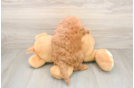 Smart Mini Goldendoodle Poodle Mix Pup