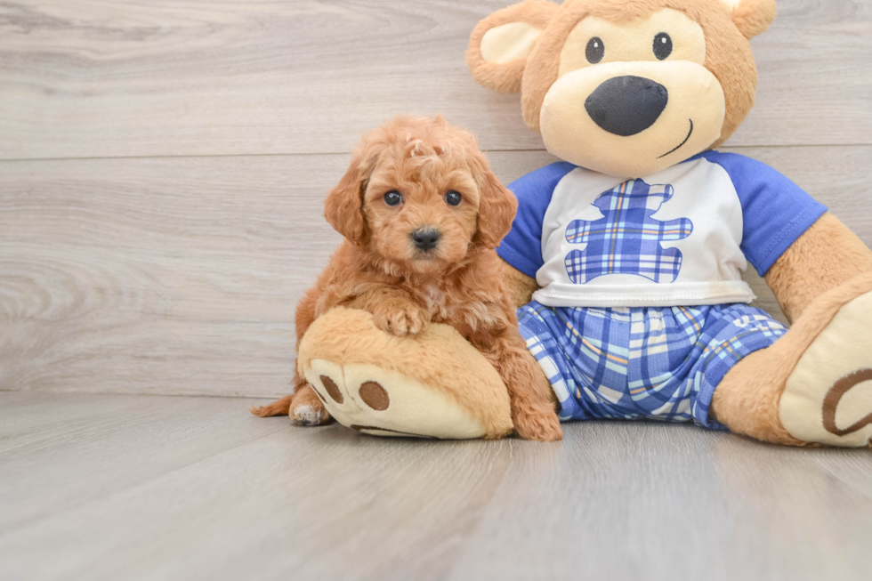 Mini Goldendoodle Puppy for Adoption