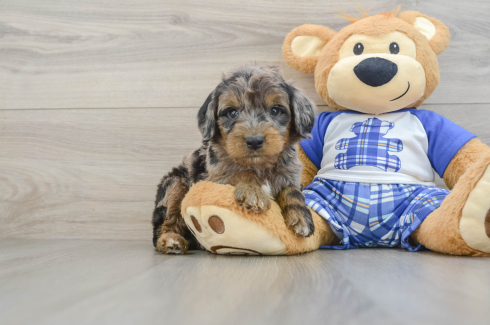 7 week old Mini Goldendoodle Puppy For Sale - Fairfield Furbabies