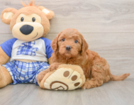 6 week old Mini Goldendoodle Puppy For Sale - Fairfield Furbabies
