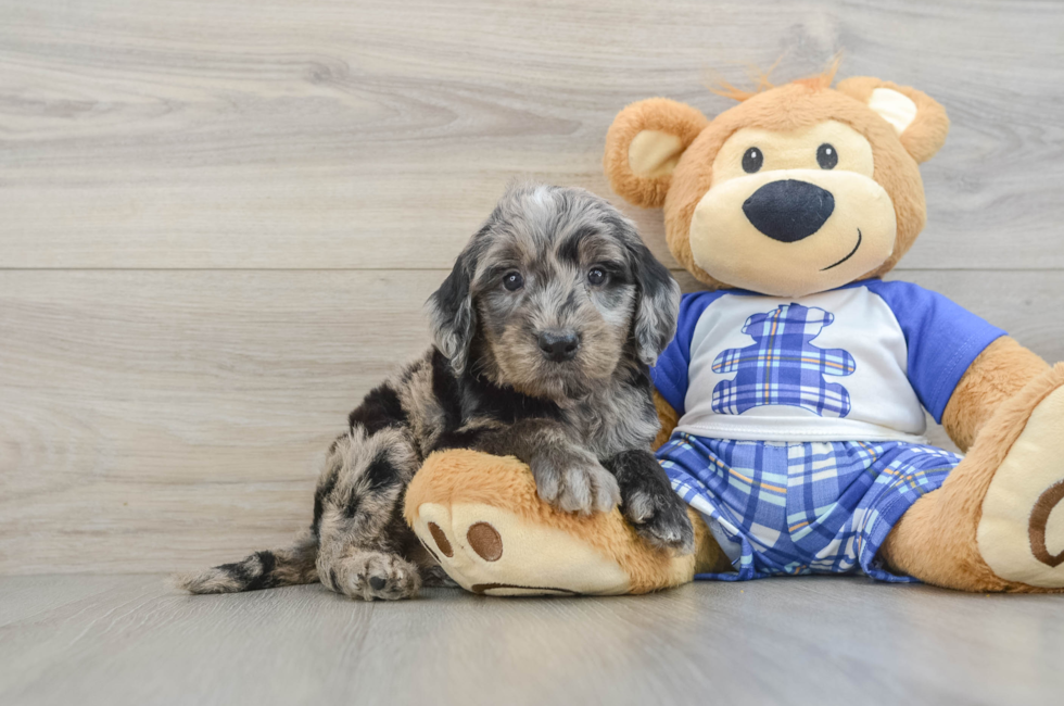 7 week old Mini Goldendoodle Puppy For Sale - Fairfield Furbabies