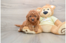 Energetic Golden Doodle Poodle Mix Puppy