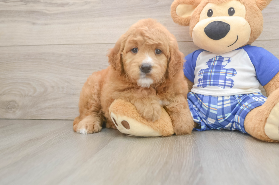 7 week old Mini Goldendoodle Puppy For Sale - Fairfield Furbabies