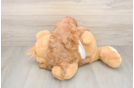 Mini Goldendoodle Puppy for Adoption