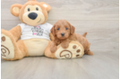 Hypoallergenic Mini Goldiepoo Poodle Mix Puppy