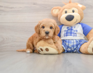 6 week old Mini Goldendoodle Puppy For Sale - Fairfield Furbabies