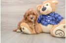 Small Mini Goldendoodle Baby