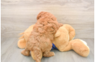 Best Mini Goldendoodle Baby
