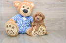Hypoallergenic Mini Goldiepoo Poodle Mix Puppy
