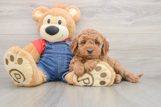 Happy Mini Goldendoodle Baby