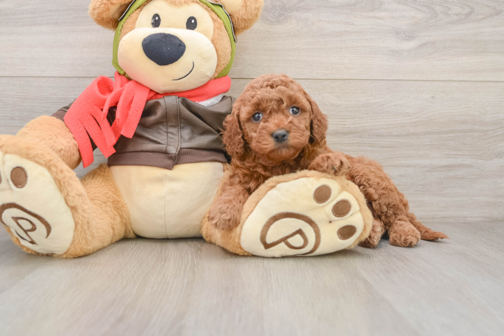 Little Mini Goldenpoo Poodle Mix Puppy