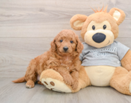 7 week old Mini Goldendoodle Puppy For Sale - Fairfield Furbabies