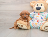 5 week old Mini Goldendoodle Puppy For Sale - Fairfield Furbabies