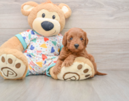 5 week old Mini Goldendoodle Puppy For Sale - Fairfield Furbabies