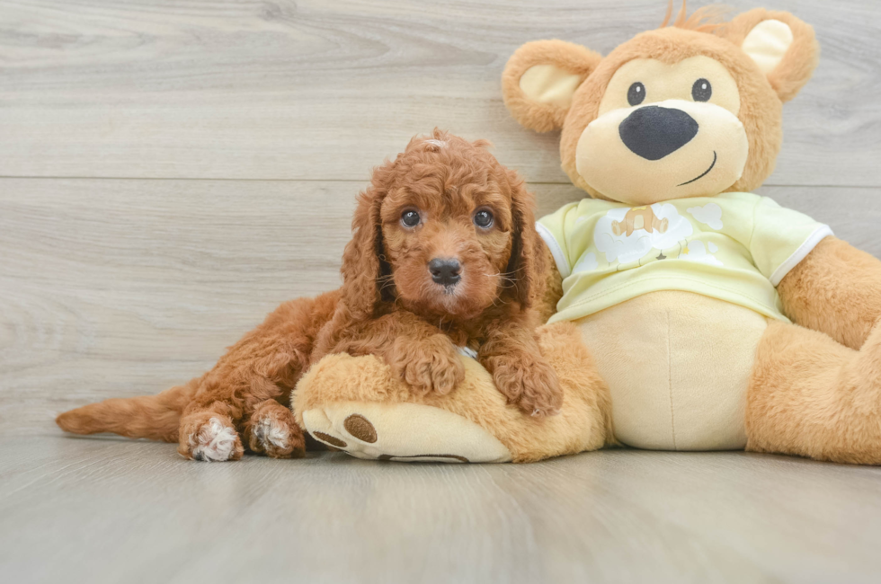7 week old Mini Goldendoodle Puppy For Sale - Fairfield Furbabies