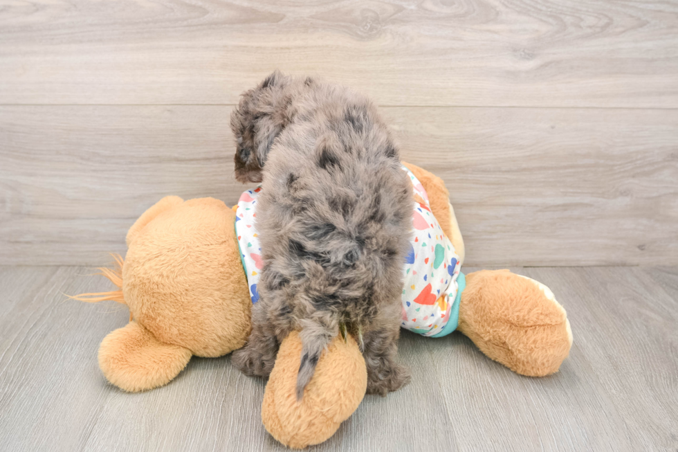 Friendly Mini Goldendoodle Baby