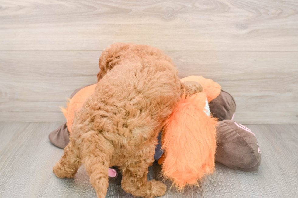 Smart Mini Goldendoodle Poodle Mix Pup