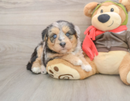 5 week old Mini Huskydoodle Puppy For Sale - Fairfield Furbabies