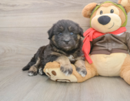 5 week old Mini Huskydoodle Puppy For Sale - Fairfield Furbabies