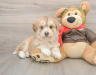 5 week old Mini Huskydoodle Puppy For Sale - Fairfield Furbabies