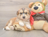 5 week old Mini Huskydoodle Puppy For Sale - Fairfield Furbabies