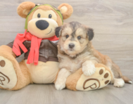 9 week old Mini Huskydoodle Puppy For Sale - Fairfield Furbabies